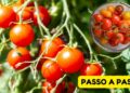 Como Plantar Tomate Cereja em Vasos