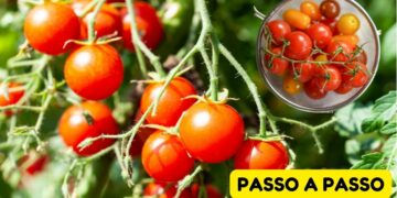 Como Plantar Tomate Cereja em Vasos