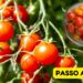 Como Plantar Tomate Cereja em Vasos