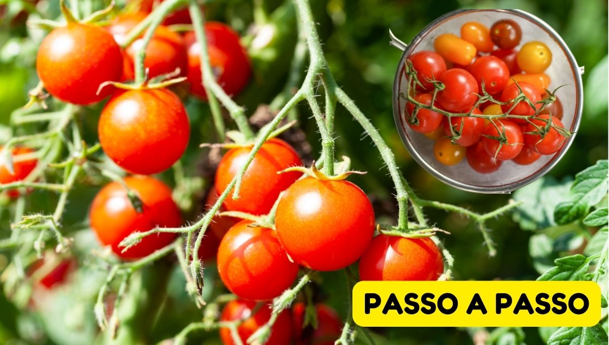 Como Plantar Tomate Cereja em Vasos